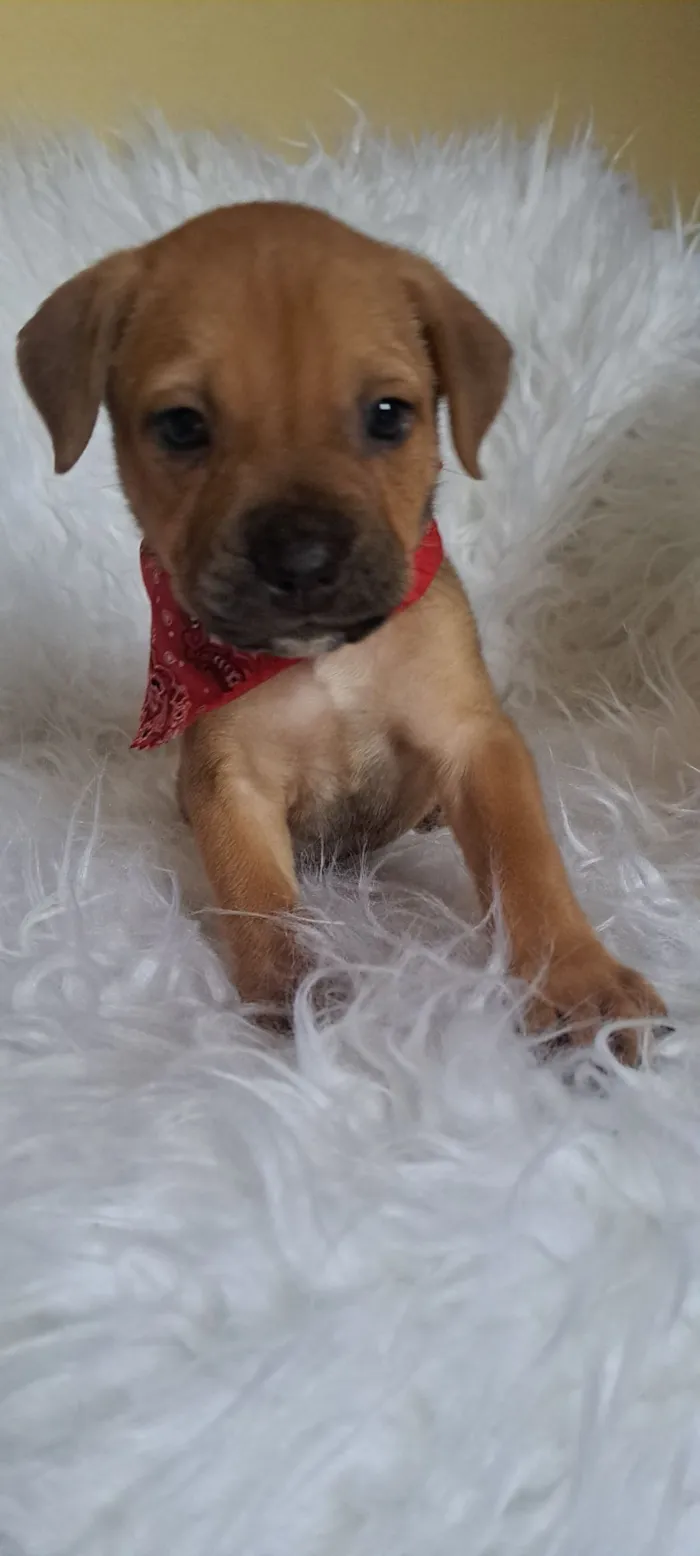 Cachorro raça SRD-ViraLata idade 2 a 6 meses nome Bentley
