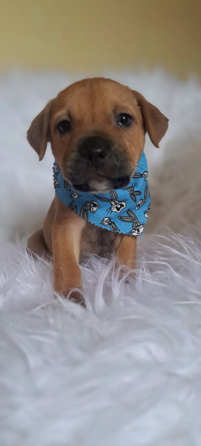 Cachorro raça SRD-ViraLata idade 2 a 6 meses nome Bentley