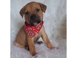 Cachorro raça SRD-ViraLata idade 2 a 6 meses nome Bentley