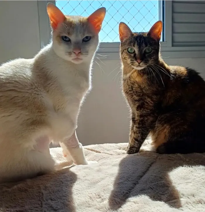Gato raça SRD-ViraLata idade 3 anos nome Hórus
