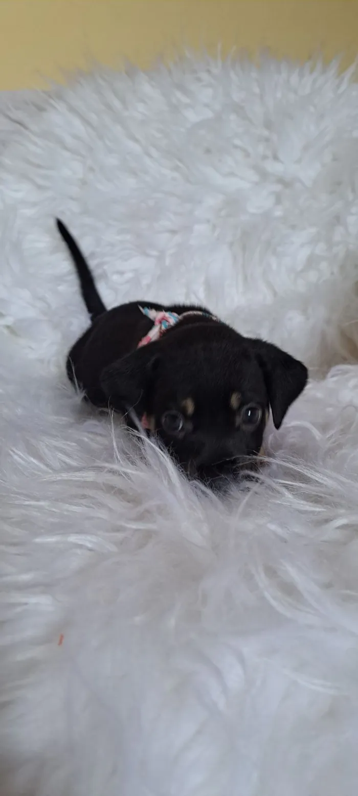 Cachorro raça SRD-ViraLata idade 2 a 6 meses nome Tesla