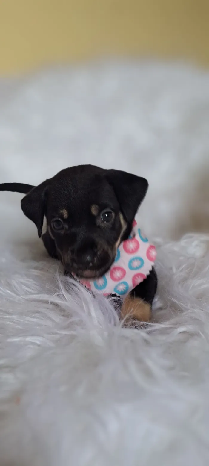 Cachorro raça SRD-ViraLata idade 2 a 6 meses nome Tesla