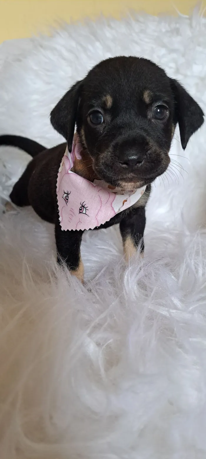 Cachorro raça SRD-ViraLata idade 2 a 6 meses nome Tesla