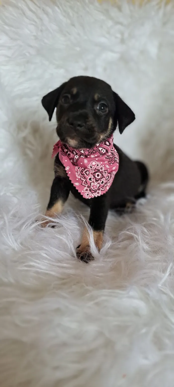 Cachorro raça SRD-ViraLata idade 2 a 6 meses nome Tesla