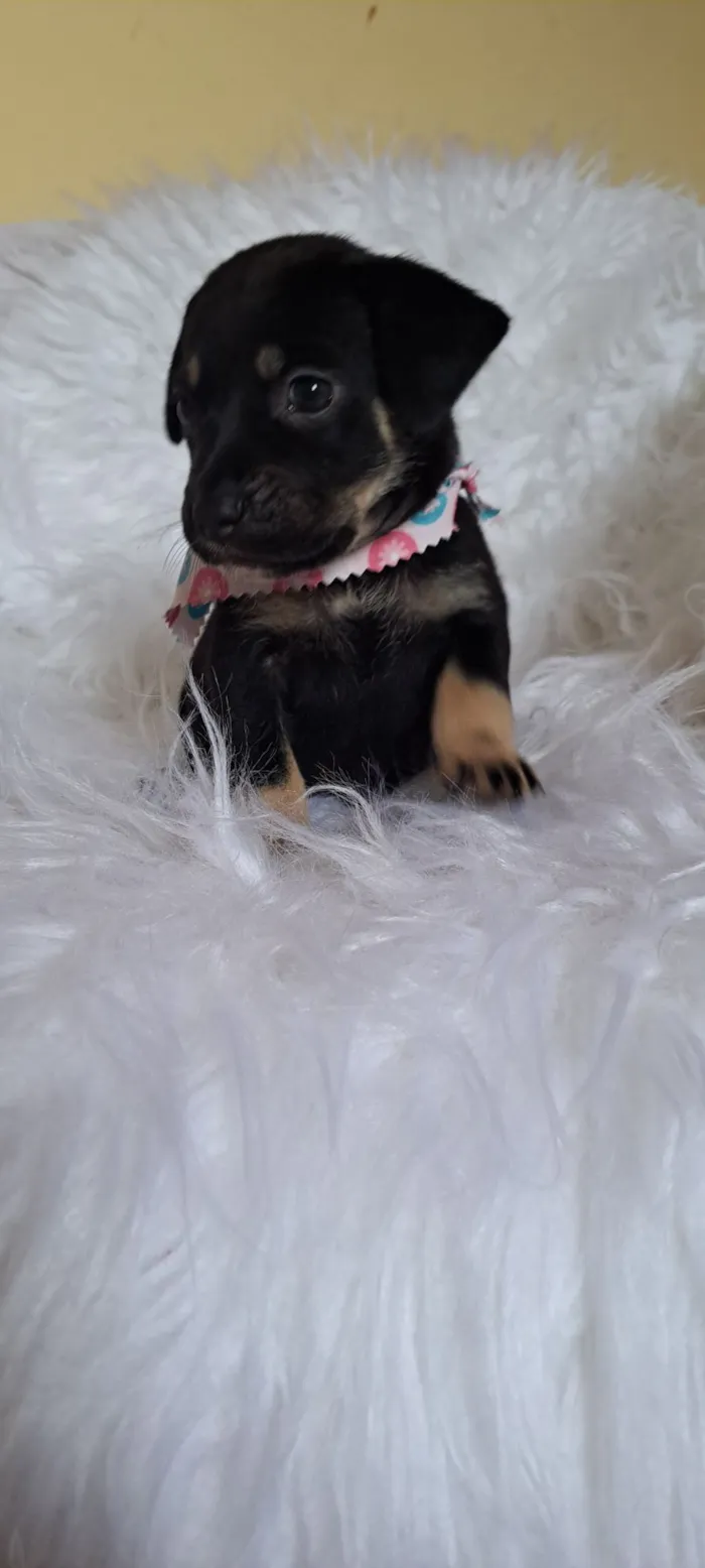 Cachorro raça SRD-ViraLata idade 2 a 6 meses nome Tesla