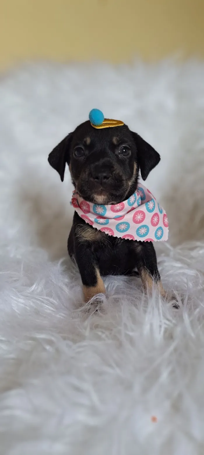 Cachorro raça SRD-ViraLata idade 2 a 6 meses nome Tesla