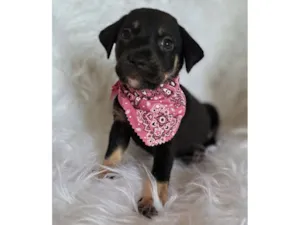 Cachorro raça SRD-ViraLata idade 2 a 6 meses nome Tesla