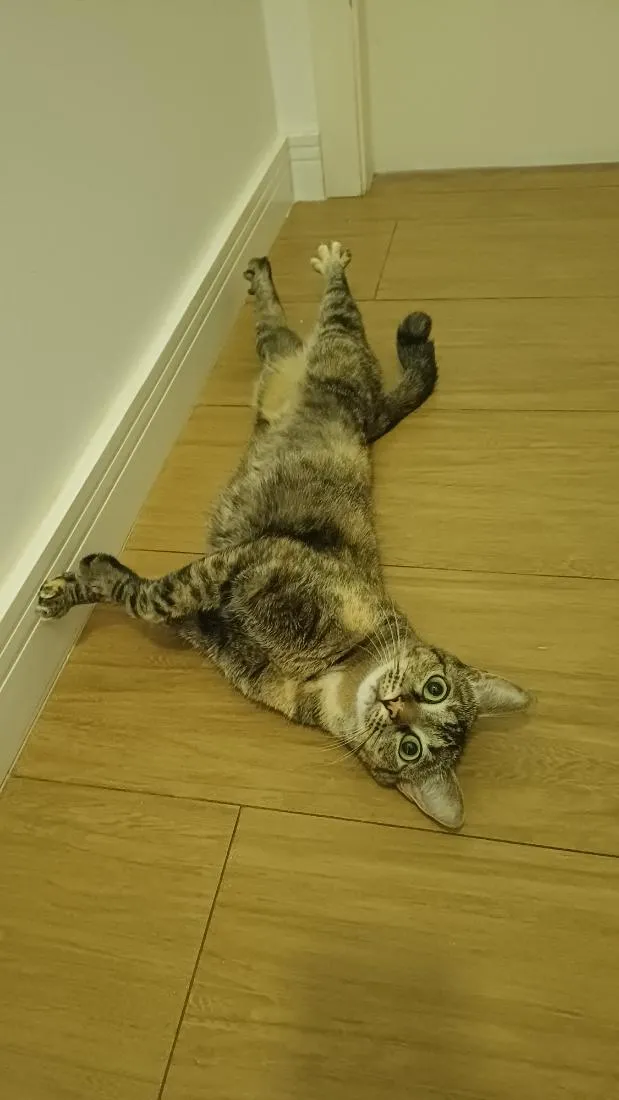 Gato raça SRD-ViraLata idade 3 anos nome Luna