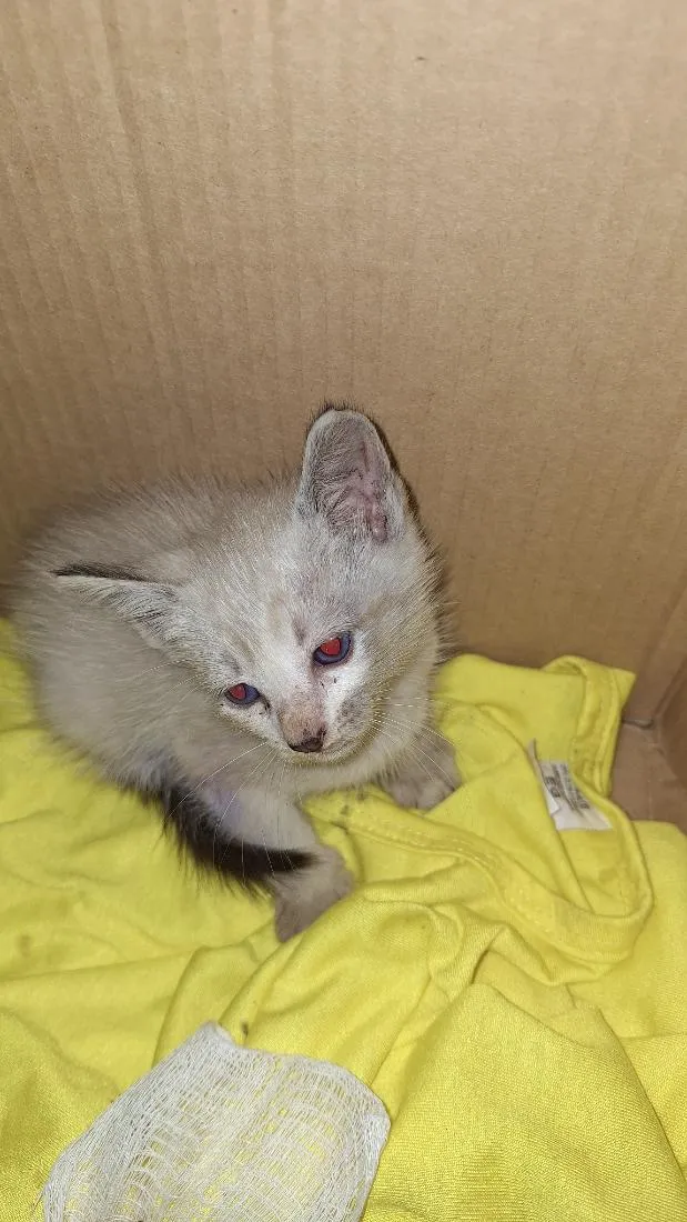 Gato raça SRD-ViraLata idade Abaixo de 2 meses nome Yuki