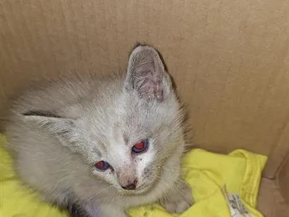 Gato raça SRD-ViraLata idade Abaixo de 2 meses nome Yuki