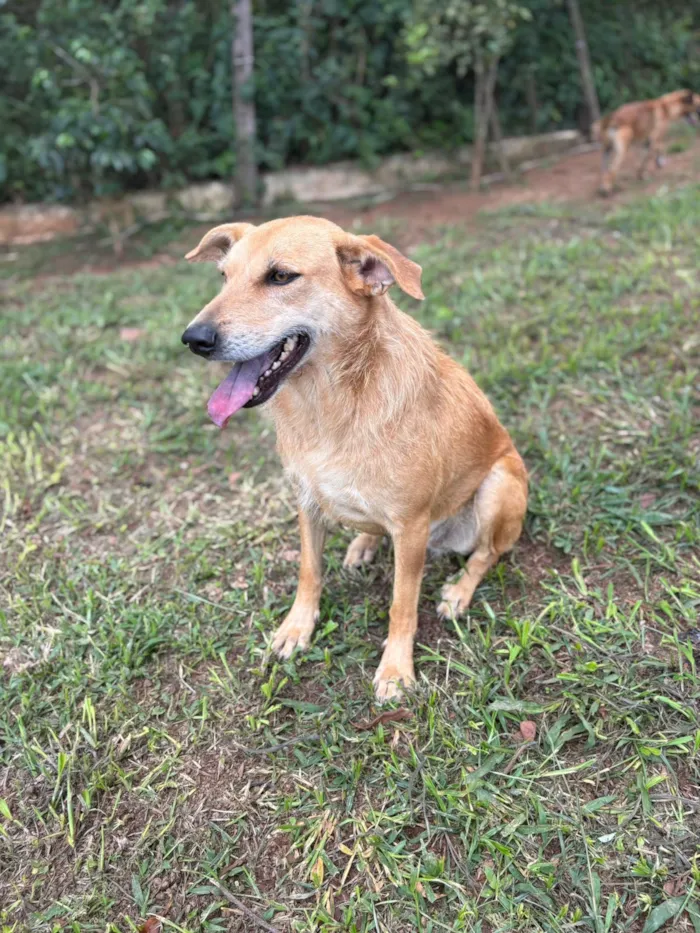 Cachorro raça SRD-ViraLata idade 2 anos nome Mel