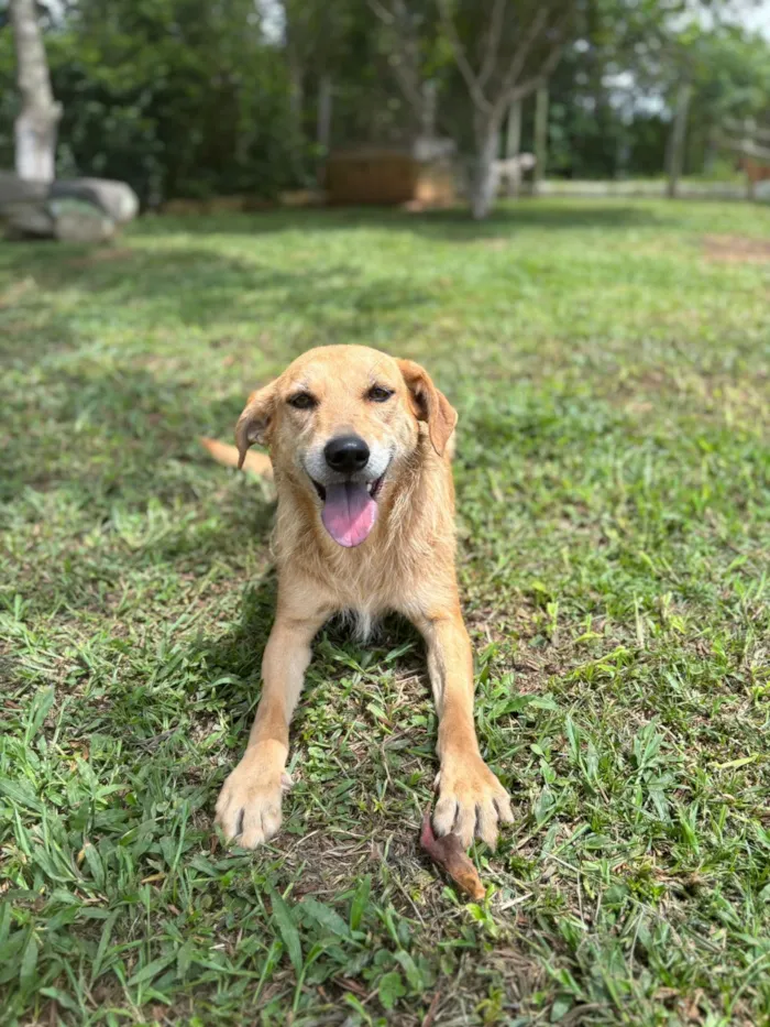 Cachorro raça SRD-ViraLata idade 2 anos nome Mel