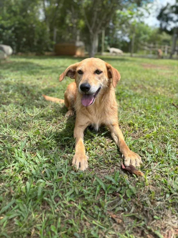Cachorro raça SRD-ViraLata idade 2 anos nome Mel