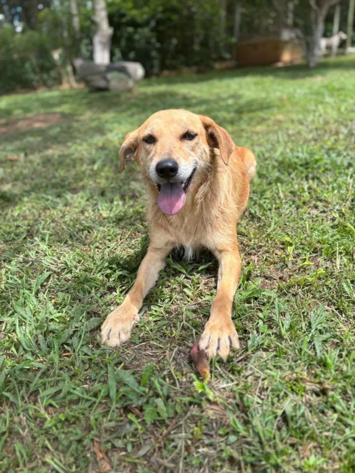 Cachorro raça SRD-ViraLata idade 2 anos nome Mel