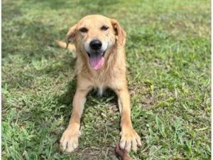 Cachorro raça SRD-ViraLata idade 2 anos nome Mel