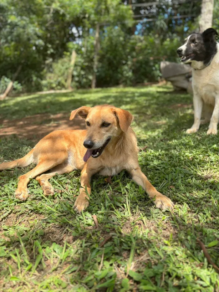 Cachorro raça SRD-ViraLata idade 2 anos nome Jade