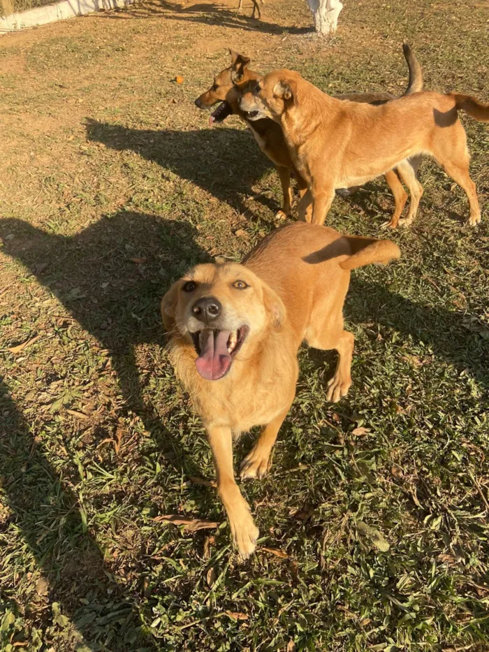 Cachorro raça SRD-ViraLata idade 2 anos nome Jade