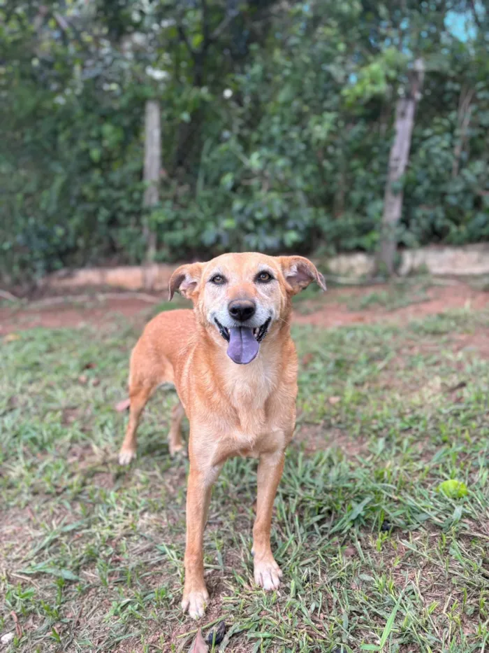 Cachorro raça SRD-ViraLata idade 2 anos nome Jade
