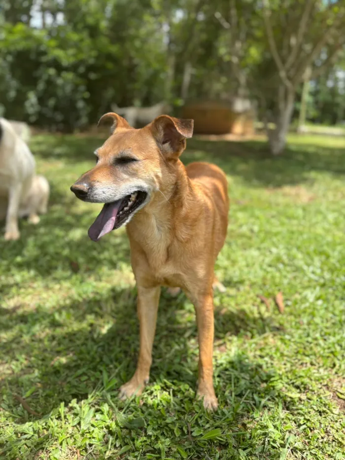 Cachorro raça SRD-ViraLata idade 2 anos nome Jade