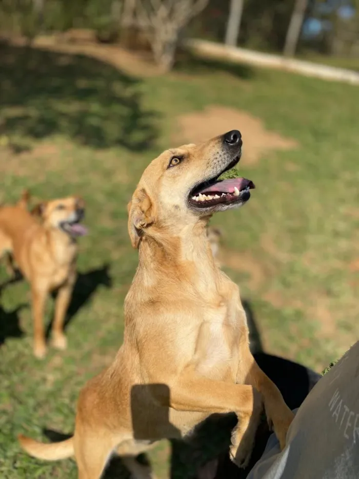Cachorro raça SRD-ViraLata idade 2 anos nome Jade