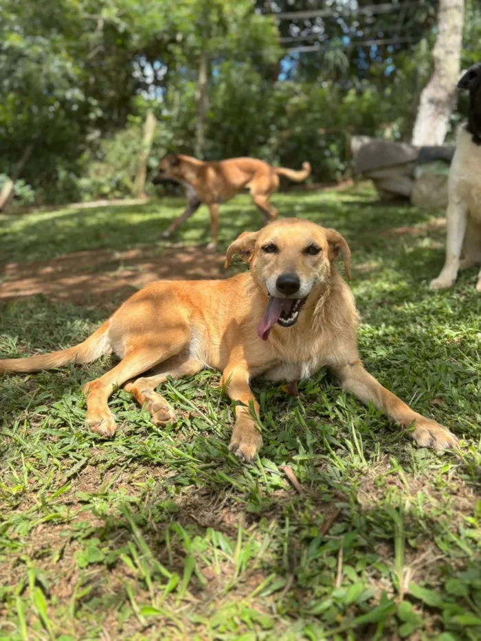 Cachorro raça SRD-ViraLata idade 2 anos nome Jade