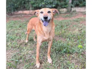 Cachorro raça SRD-ViraLata idade 2 anos nome Jade