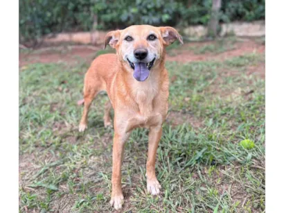 Cachorro raça SRD-ViraLata idade 2 anos nome Jade