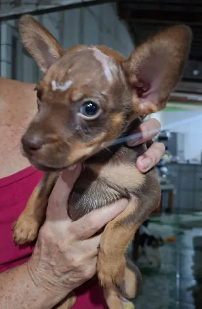 Cachorro raça SRD idade Abaixo de 2 meses nome Sem nome
