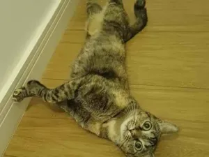 Gato raça SRD-ViraLata idade 3 anos nome Luna