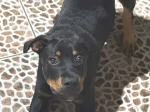Cachorro raça Rottweiler idade 7 a 11 meses nome Zaio