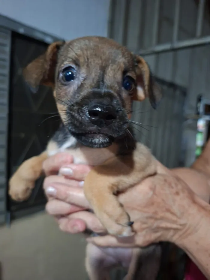 Cachorro raça SRD idade Abaixo de 2 meses nome Sem nome
