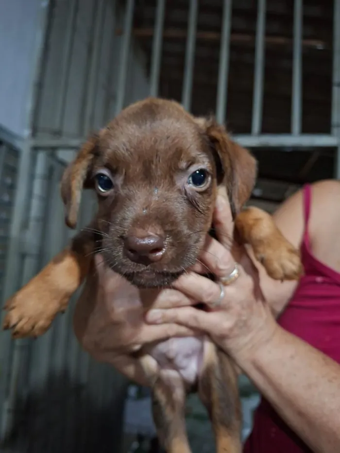 Cachorro raça SRD-ViraLata idade Abaixo de 2 meses nome Sem nome