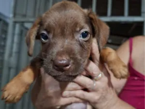 Cachorro raça SRD-ViraLata idade Abaixo de 2 meses nome Sem nome