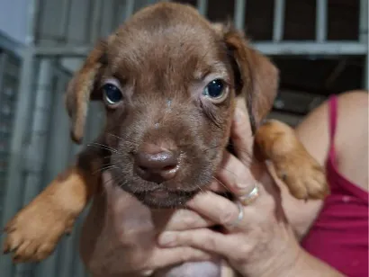 Cachorro raça SRD-ViraLata idade Abaixo de 2 meses nome Sem nome