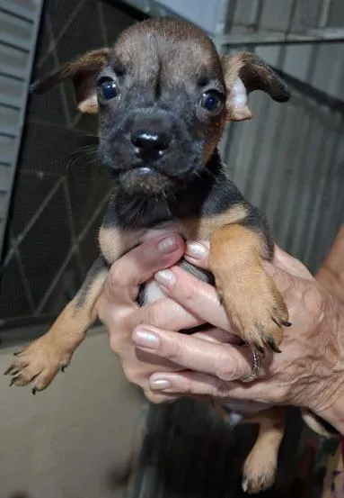Cachorro raça SRD-ViraLata idade Abaixo de 2 meses nome Sem nome
