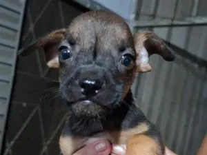 Cachorro raça SRD-ViraLata idade Abaixo de 2 meses nome Sem nome