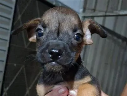 Cachorro raça SRD-ViraLata idade Abaixo de 2 meses nome Sem nome