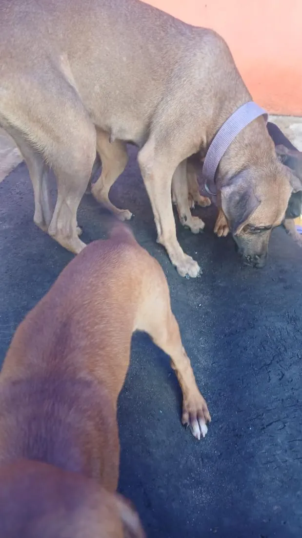 Cachorro raça SRD-ViraLata idade 2 a 6 meses nome Saara