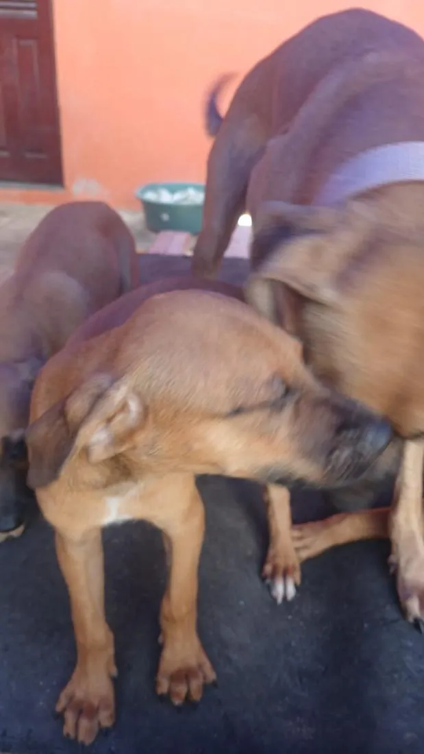 Cachorro raça SRD-ViraLata idade 2 a 6 meses nome Saara