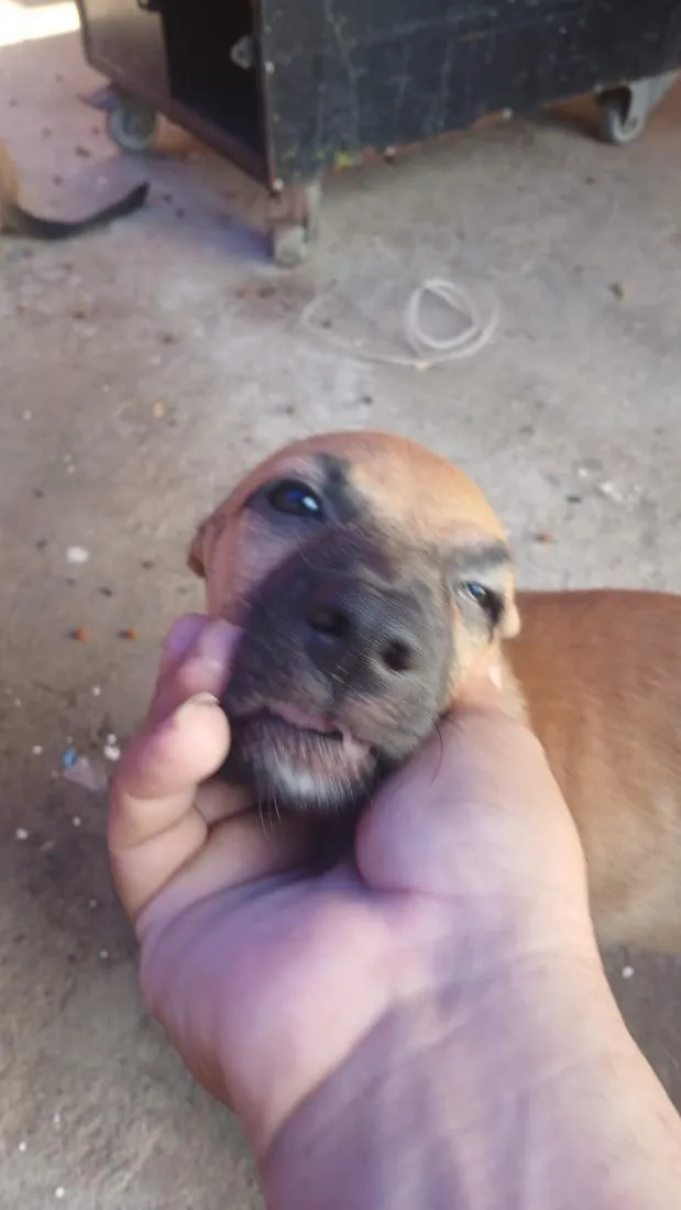 Cachorro raça SRD-ViraLata idade 2 a 6 meses nome Saara