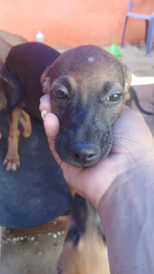 Cachorro raça SRD-ViraLata idade 2 a 6 meses nome Saara