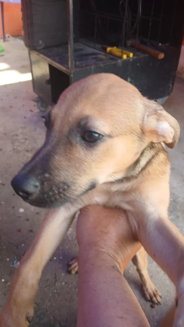 Cachorro raça SRD-ViraLata idade 2 a 6 meses nome Saara