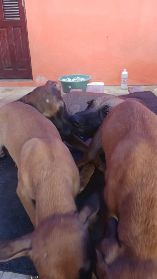 Cachorro raça SRD-ViraLata idade 2 a 6 meses nome Saara