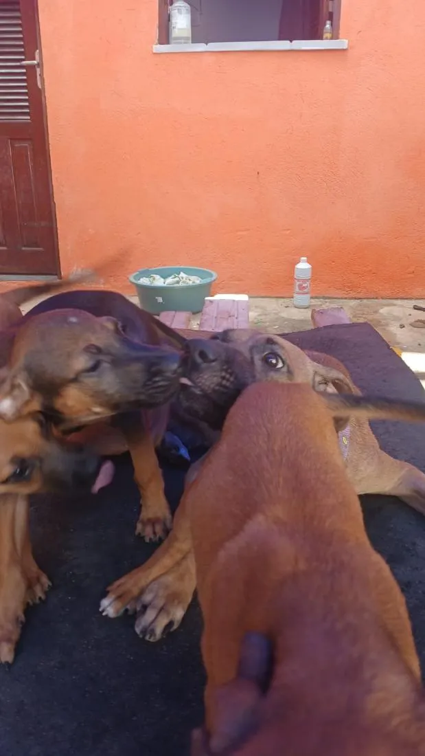 Cachorro raça SRD-ViraLata idade 2 a 6 meses nome Saara