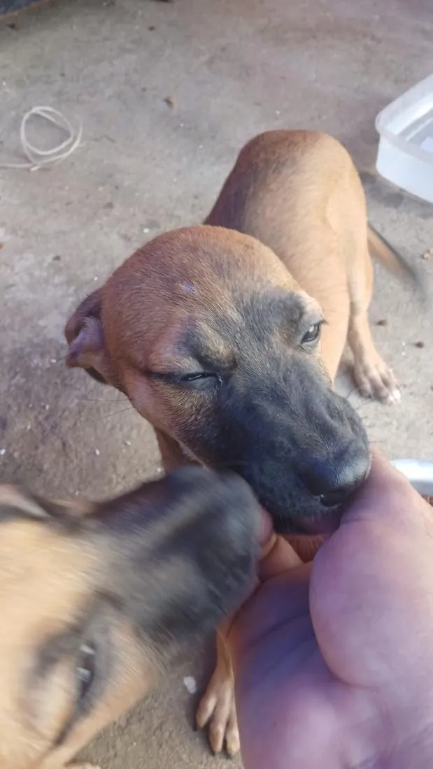 Cachorro raça SRD-ViraLata idade 2 a 6 meses nome Saara