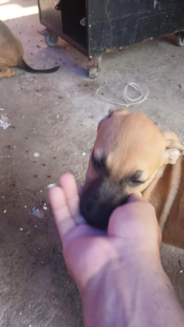 Cachorro raça SRD-ViraLata idade 2 a 6 meses nome Saara