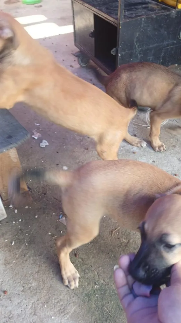 Cachorro raça SRD-ViraLata idade 2 a 6 meses nome Saara