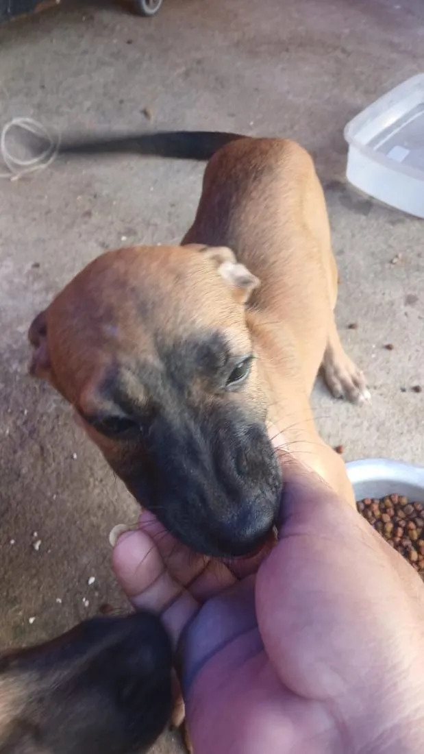 Cachorro raça SRD-ViraLata idade 2 a 6 meses nome Saara