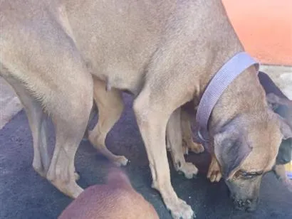 Cachorro raça SRD-ViraLata idade 2 a 6 meses nome Saara