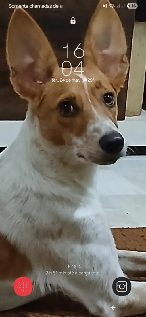 Cachorro raça SRD-ViraLata idade 1 ano nome Apollo